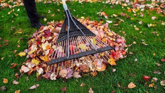 colorado fall lawn care tips